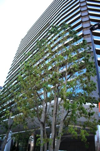 「THE COURT神宮外苑」緑に囲まれた築浅の高級分譲賃貸マンションをご紹介します☆